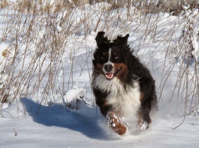 狗, 雪, 冬天, 宠物, 快乐, 竞赛, 戏剧