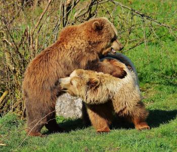 熊, wildpark 地点, 戏剧, 棕色的熊, 野生动物, 危险, 毛皮