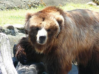 棕色的熊, 索非亚动物园, 野兽