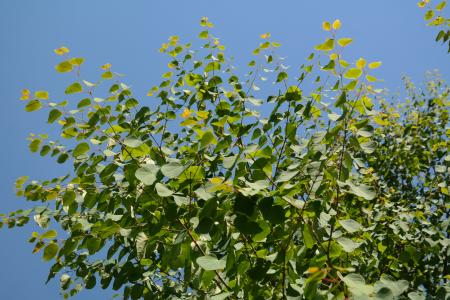 叶子, 绿色, 日本 kuchenbaum, 香日本血吸虫, 日本 katsurabaum, 姜饼树, 蛋糕树