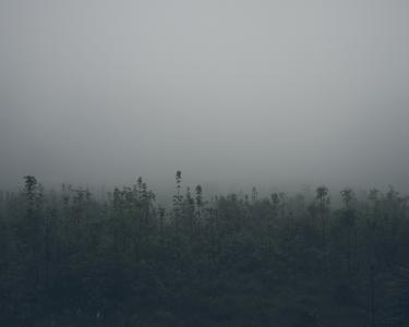 雾, 绿色, 植物, 自然, 灰色, 天空, 有雾