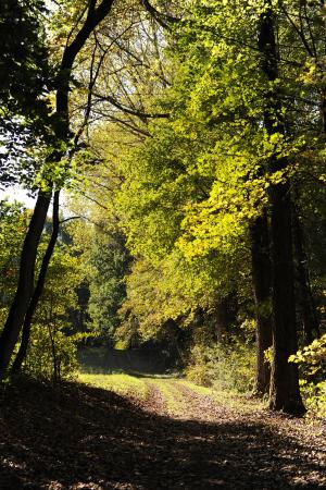 林间小径走, 徒步旅行, 森林, 自然, 树木, 线索, 秋天