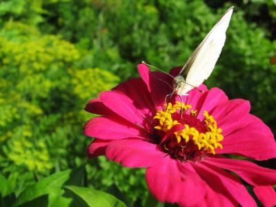 蝴蝶, 花蝴蝶, 粉红色的花, 白蝴蝶, 夏季, 自然, 昆虫