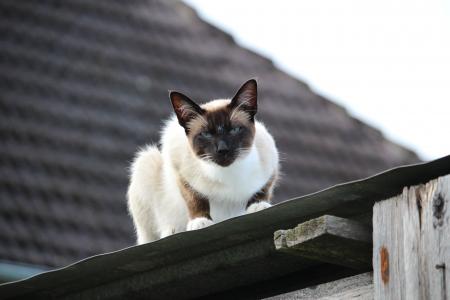 猫, 暹罗猫, 钣金屋顶, 品种的猫