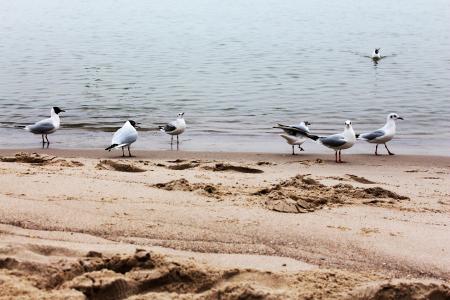 海鸥, 海滩, 水, 鸟, 波罗地海, 海鸥, 沙滩