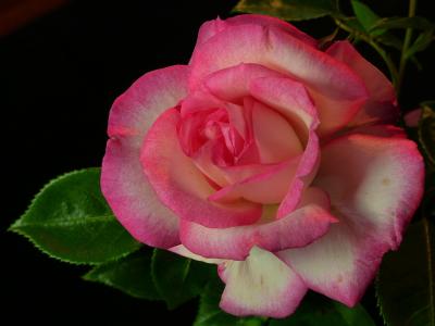 上升, 灌木玫瑰, 粉色, 玫瑰花朵, 颜色, 植物, 植物区系