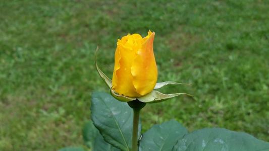 黄玫瑰, 从花园, 修剪它红色, 自然, 花瓣, 花, 植物