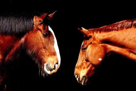 马, 友谊, 马槽枥, 郡马, 动物, 两个, pferdeportrait