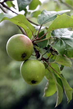 树上苹果, 苹果, 水果, 花园, 分公司, 水果, 食品