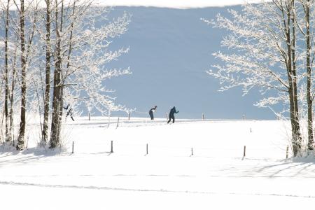 越野滑雪, 冬天, 线索, 越野滑雪, 雪, 景观, 冬季森林