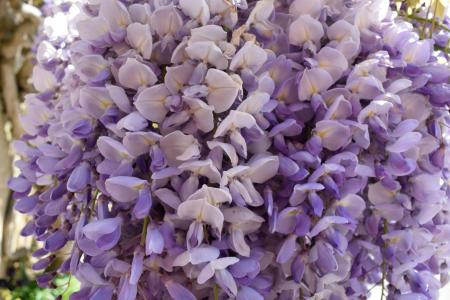 紫色, 花, 花瓣, 白色, 开花, 紫色的小花, 紫色的花