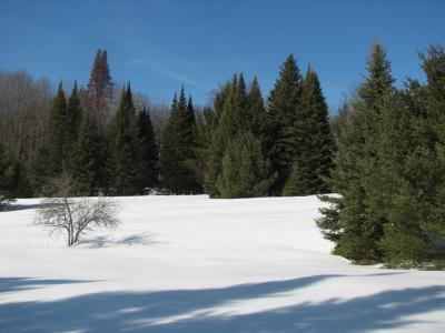 冬天, 雪, 常青树, 冻结, 季节性, 圣诞节, 树木