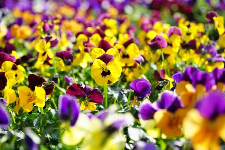 三色堇, 花, 开花, 绽放, 黄色, 紫罗兰色, 中提琴