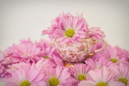 粉色雏菊, 花, 春天, 夏季, 茶杯, 中国杯帆船赛, 自然