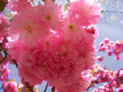 日本观赏樱桃树, 粉红色花序, 春天