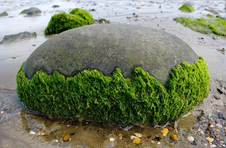 海藻, 岩石, 一轮, 海滩, 海边, 海洋, 潮汐