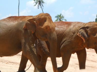 大象, 斯里兰卡, 自然, 孤儿院, pinnawala, 旅游, 动物