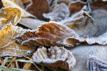 叶子, 地面霜, 弗罗斯特, 干枯的树叶, 青铜器, 秋天, 冬天
