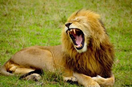 狮子, 男性, 动物, 野生动物, 非洲, 野生动物园, 轰鸣声
