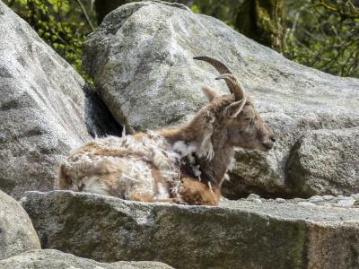 阿尔卑斯山羊, 卡普拉野山羊, 动物, 哺乳动物, 山羊, 欧洲, 野生动物