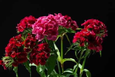 可爱的威廉, 花序, 花, 紫色, 红色, 粉色, 观赏植物