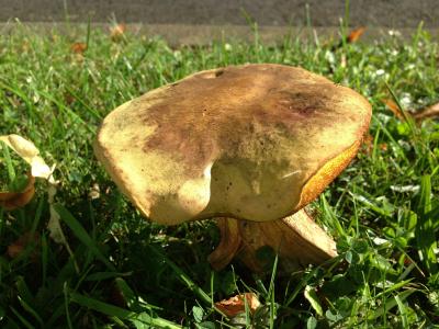 蘑菇, 草, 特写, 真菌, 秋天