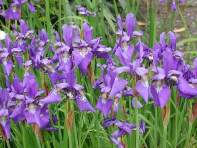 百合, 花, 春天, 自然, 紫色, 植物, 百合