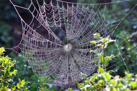 自然, 蜘蛛网, 露水