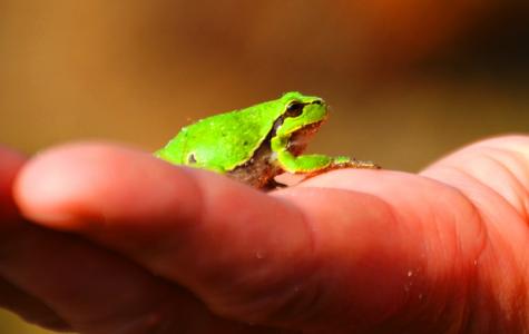 青蛙, 树蛙, 两栖类动物, 木材, 绿色, 手, 小