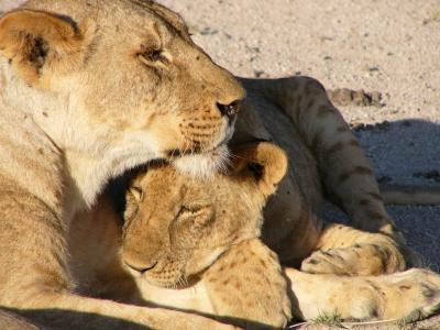 幼崽, 母狮, 自然, 猫科动物, 野生动物, 狮子-猫科动物, 非洲