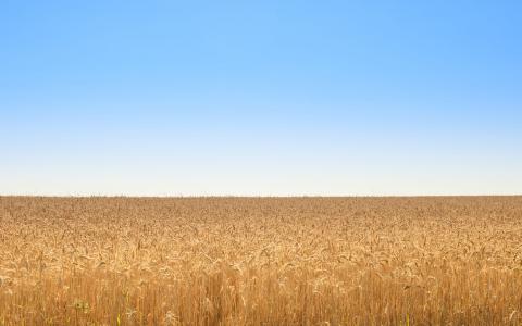 金, 字段, 小麦, 蓝蓝的天空, 自然, 黄色, 农业