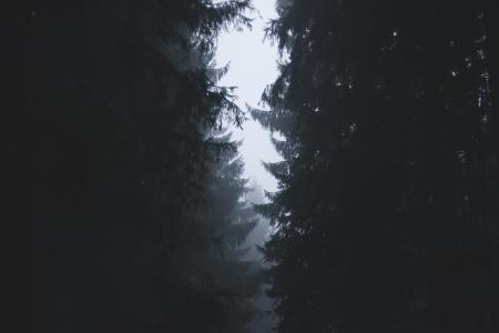 模糊, 森林, 照片, 树, 雾, 雨, 天气