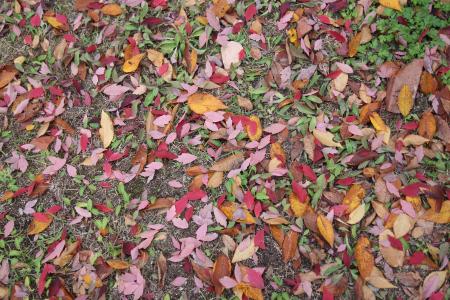 秋天, 叶子, 叶子, 秋天的落叶, 叶, 自然, 木材