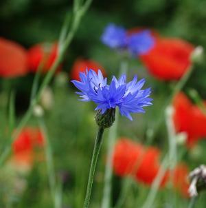 矢车菊, 蓝色的花, 植物, 野生花卉, 夏季, 字段, 花
