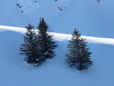 枞树, 格罗夫的树, 针叶树, 白雪皑皑, 寒冷, 自然, 光