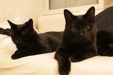 黑猫, 放松, 关注, 动物的画像