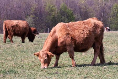 牛, 母牛, 牧场, 喇叭, 高地牛肉, 蓬松, 吃草