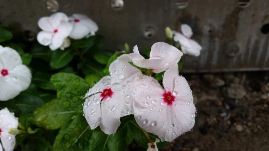 花, 雨滴, 露水, 植物, 植物区系, 白色, 自然