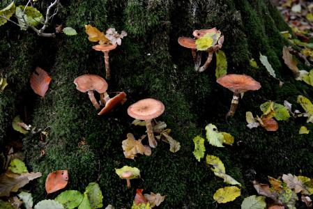 蘑菇, 青苔, 叶子, 森林, 森林的地面, 树桩
