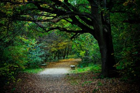 步行, 道路, 森林, 木材, 秋天, 自然, 静物