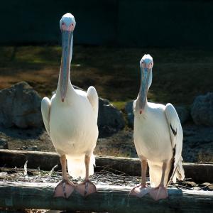 pelicano, 副本, varallo pombia