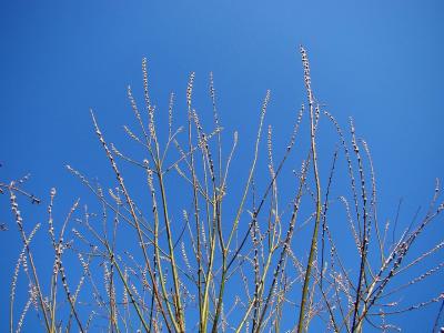 植物区系, 花蕾, 萌芽, 无叶, 春天, 天空, 蓝色