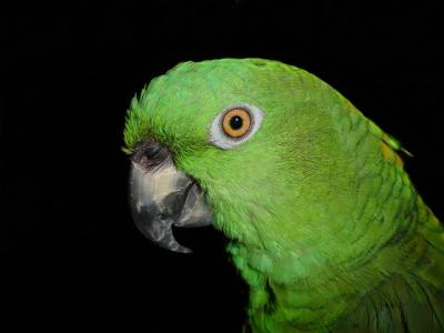 黄脖子 amazone, 鹦鹉, amazone, 鸟, 绿色, 动物, 条例草案