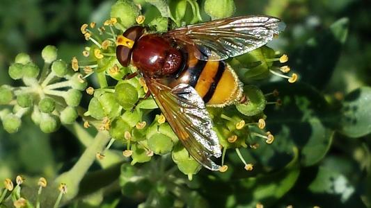 蚜, 昆虫, 授粉, 撒上, 花蜜, 自然, 食物摄入量