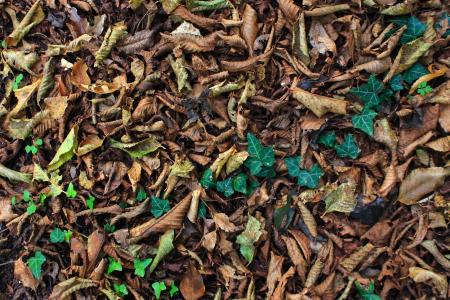 秋天, 地毯, 叶子, 叶, 自然, 背景