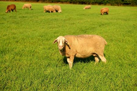 羊, 牧场, 牲畜, 草甸, 吃草, 自然, 羊毛