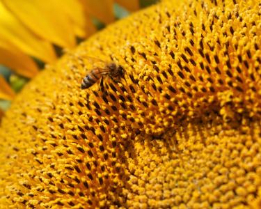 向日葵, 花, 蜜蜂, 蜜蜂, 养蜂, 花粉, 黄色