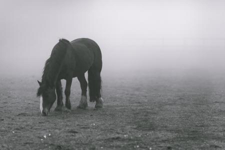 动物, 动物摄影, 字段, 雾, 马, 草, 动物主题