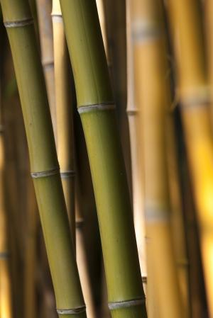 竹, 草, 绿色, 橄榄, 背景, 竹杆, 棕色