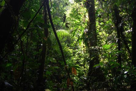 丛林, 厄瓜多尔, 自然, 绿色, 美, 树木, 森林